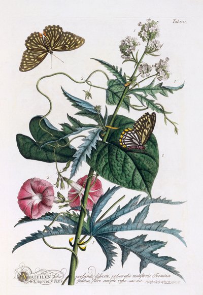 1. Abutilon, 2. Convolvulus, handkolorierter Stich von "Georg Dionysius Ehret