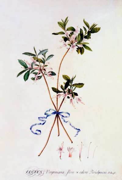 Cistus Virginiana, ca. 1743 handkolorierter Stich von "Georg Dionysius Ehret
