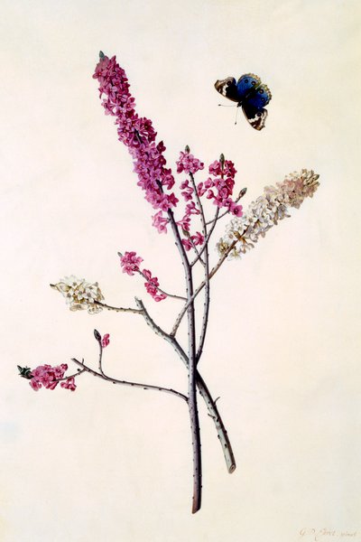 Daphne Mezereum mit Schmetterling, ca. 1740 handkolorierter Stich von "Georg Dionysius Ehret