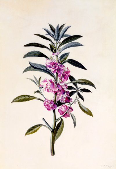 Garten-Balsamine Impatiens Balsamina, ca. 1746 handkolorierter Stich von "Georg Dionysius Ehret