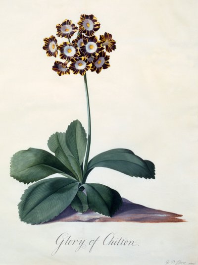 Glory of Chilton, ca. 1745, handkolorierter Stich von "Georg Dionysius Ehret