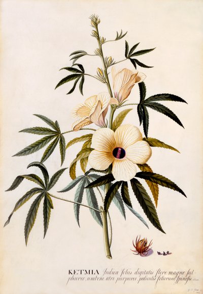 Ketmie, ca. 1742 handkolorierte Gravur von "Georg Dionysius Ehret