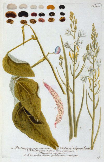 Phalangium von "Georg Dionysius Ehret