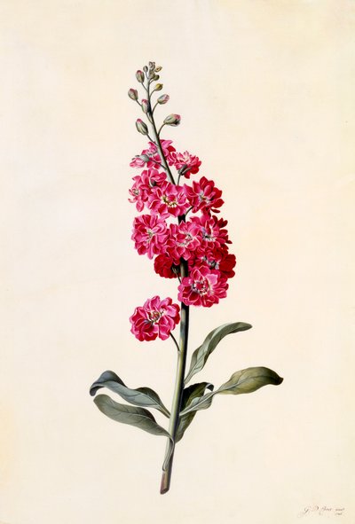 Stock Matthiola Incana, ca. 1746 handkolorierter Stich von "Georg Dionysius Ehret