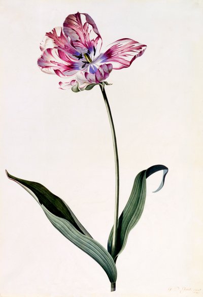 Tulpe, ca. 1745 handkolorierter Stich von "Georg Dionysius Ehret