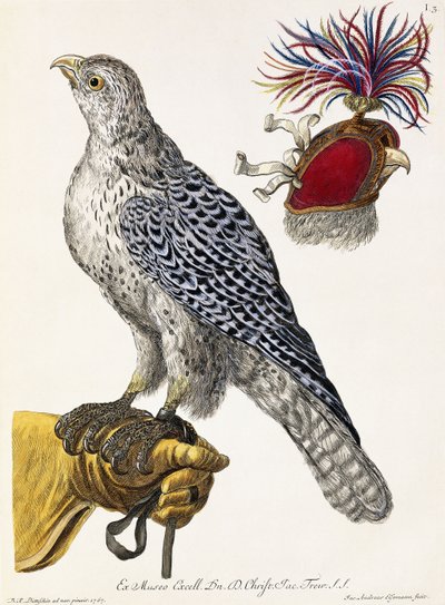 Falknerei, Tafel 3, aus "Deliciae Naturae Selectae", 1771 von Georg Wolfgang Knorr