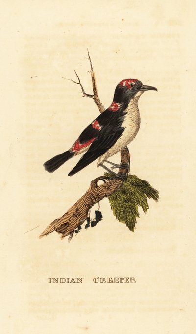 Amerikanischer Baumläufer oder Braunkleiber, Certhia americana von George (after) Edwards