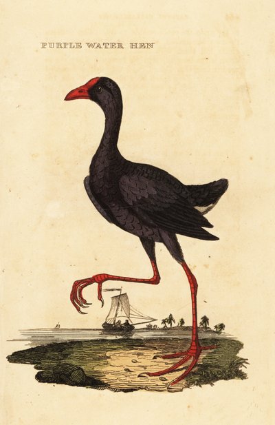 Purpurhuhn, Porphyrio porphyrio von George (after) Edwards
