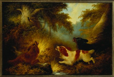 Spaniels jagen einen Fasan auf von George Armfield