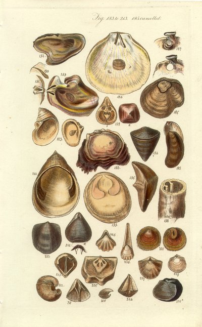Conchological Manual Tafel 11. Austern und andere Muscheln von George B. Sowerby