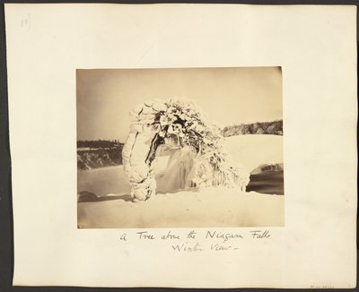 Ein Baum über den Niagarafällen von George Barker