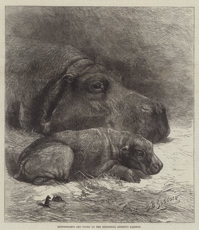 Nilpferd und Junges im Garten der Zoologischen Gesellschaft von George Bouverie Goddard