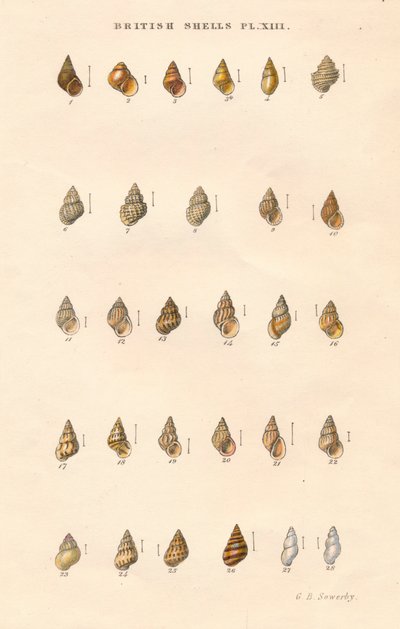 Britische Granaten, um 1859 von George Brettingham Sowerby
