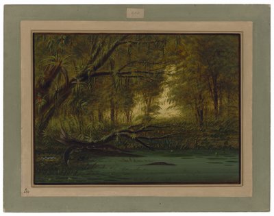 Ein Alligatornest von George Catlin