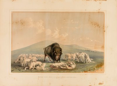 Büffeljagd, Weiße Wölfe greifen einen Büffelbullen an--Nr. 10 von George Catlin