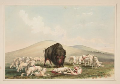 Büffeljagd, weiße Wölfe greifen einen Büffelbullen an, Tafel 10 aus dem Portfolio der nordamerikanischen Indianer von George Catlin