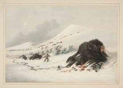 Sterbender Büffelbulle im Schneeverwehung, pl. 17 aus dem Nordamerikanischen Indianer-Portfolio von George Catlin