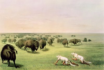 Büffeljagd getarnt mit Wolfshäuten, ca. 1832 von George Catlin