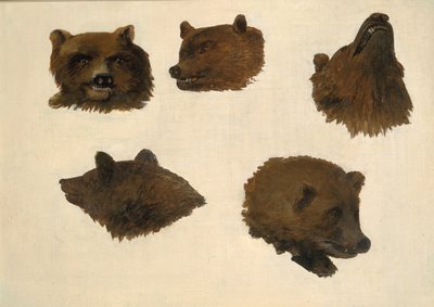 Porträts von zwei Grizzlybären, aus dem Leben von George Catlin