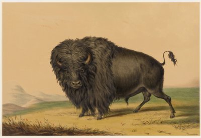 Der amerikanische Büffel von George Catlin