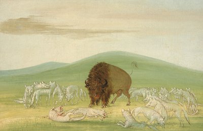 Verwundeter Büffelbulle umgeben von weißen Wölfen von George Catlin