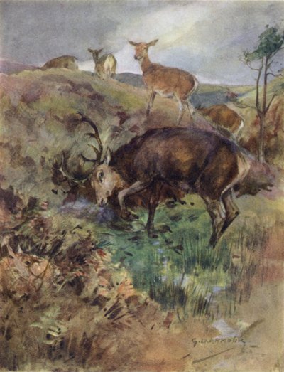 Illustration für The Story of a Red Deer (Farblithografie) von George Denholm Armour