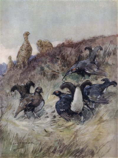 Illustration für Die Geschichte eines Rotwilds von George Denholm Armour