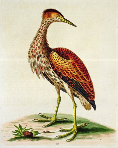 Rohrdommel aus der Hudson Bay, 1748 von George Edwards