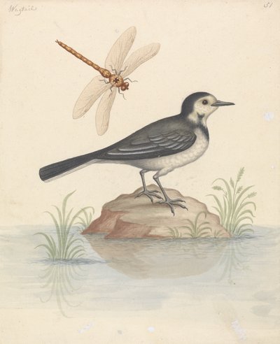 Bachstelze und Libelle von George Edwards