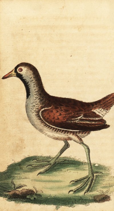Sora, Porzana carolina von George Edwards