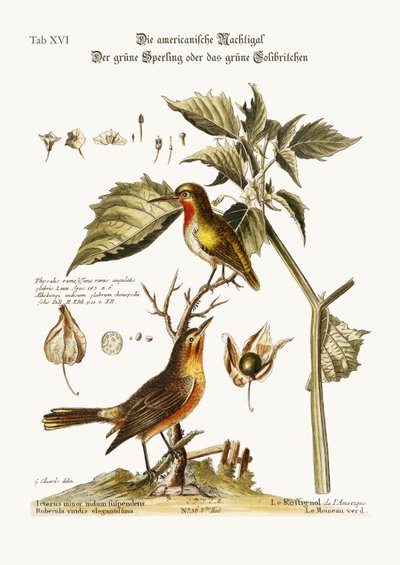 Die amerikanische Nachtigall. Der grüne Sperling oder grüne Kolibri, 1749-73 von George Edwards