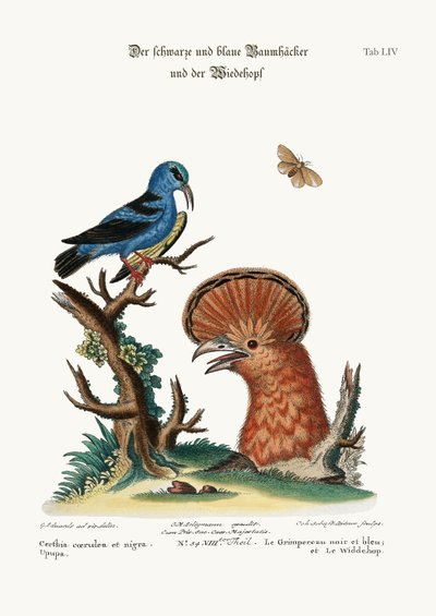 Der Schwarz- und Blaukriecher und die Wiedehopfhenne, 1749-73 von George Edwards