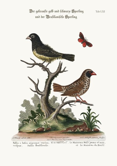 Der schwarz-gelbe Frizzled-Sperling und der brasilianische Sperling, 1749-73 von George Edwards