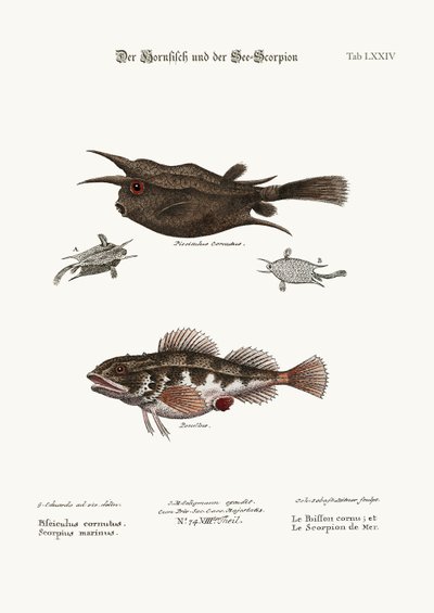Der gehörnte Fisch und der Seeskorpion, 1749-73 von George Edwards