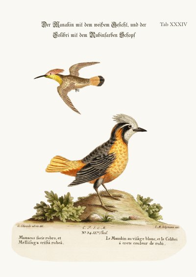 Der Weißgesicht-Manakin und der Rubin-Kolibri, 1749-73 von George Edwards