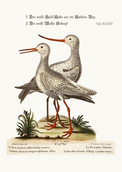 Der Weiße Uferschnepfe aus der Hudson Bay. Der Weiße Rotschenkel oder Pool-Snipe, 1749-73 von George Edwards