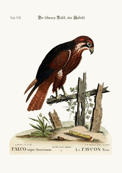 Der schwarze Falke, 1749-73 von George Edwards
