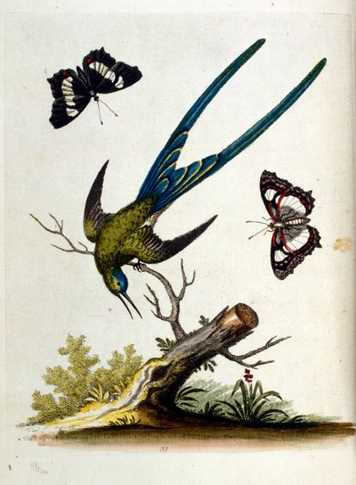 Aquarellillustration aus einem Buch seltener Vögel von G. Edwards 1750 von George Edwards
