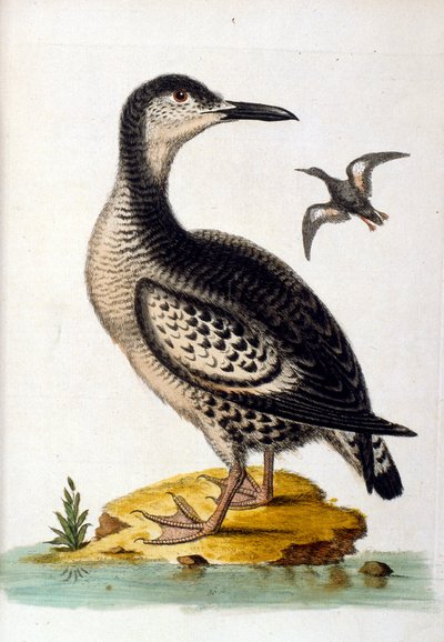 Aquarellillustration aus einem Buch seltener Vögel von G. Edwards 1750 von George Edwards