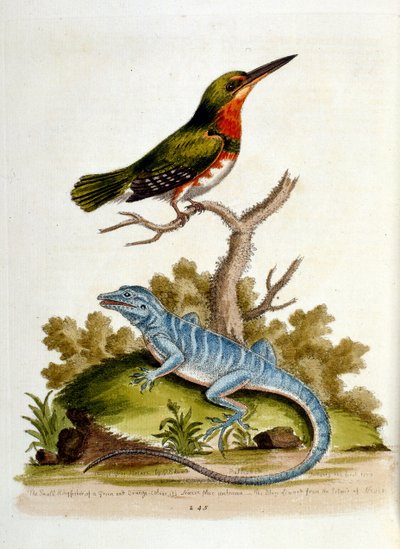 Aquarellillustration aus einem Buch seltener Vögel von G. Edwards 1750 von George Edwards