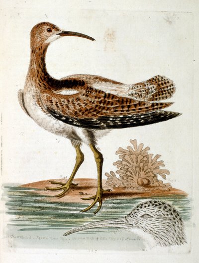Aquarellillustration aus einem Buch seltener Vögel von G. Edwards 1750 von George Edwards