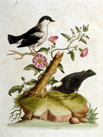 Aquarellillustration aus einem Buch seltener Vögel von G. Edwards 1750 von George Edwards
