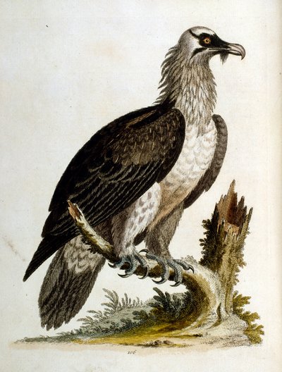 Aquarellillustration aus einem Buch seltener Vögel von George Edwards