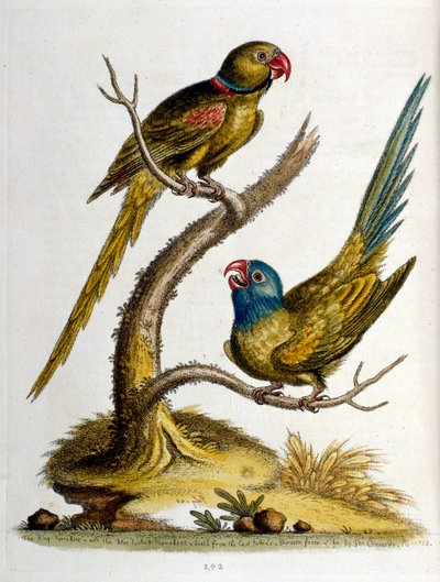 Aquarellillustration aus einem Buch seltener Vögel von George Edwards