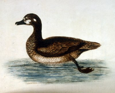 Aquarellillustration aus einem Buch seltener Vögel von G Edwards 1750 von George Edwards