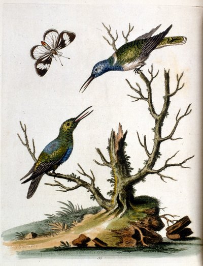 Aquarellillustration aus einem Buch seltener Vögel von G. Edwards 1750. von George Edwards