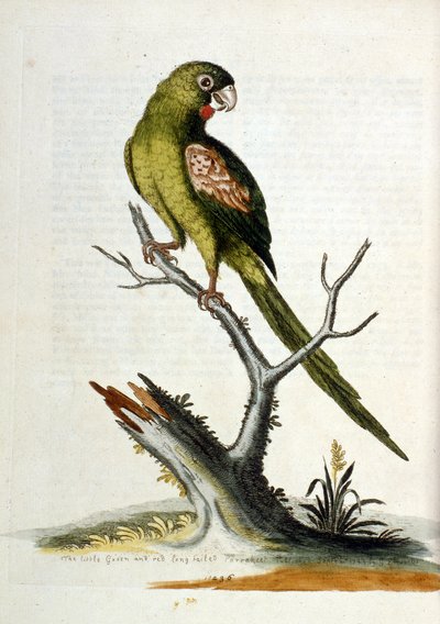 Aquarellillustration aus einem Buch seltener Vögel von G. Edwards 1750. von George Edwards
