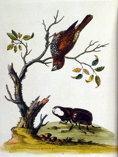 Aquarellillustration aus einem Buch seltener Vögel von G. Edwards 1750. von George Edwards