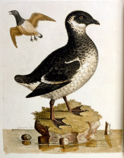 Aquarellillustration aus einem Buch seltener Vögel von G. Edwards 1750. von George Edwards