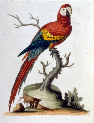 Aquarellillustration aus einem Buch seltener Vögel von G. Edwards 1750 von George Edwards